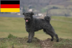 Lees meer over het artikel Pumi fokkers en puppies in Duitsland