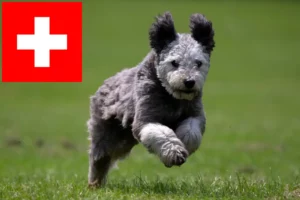 Lees meer over het artikel Pumi fokkers en puppies in Zwitserland