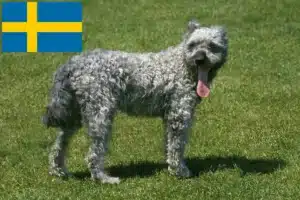 Lees meer over het artikel Pumi fokkers en pups in Zweden