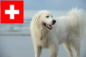 Lees meer over het artikel Pyreneese Berghond fokkers en puppies in Zwitserland
