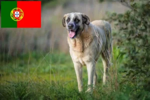 Lees meer over het artikel Rafeiro do Alentejo fokkers en pups in Portugal
