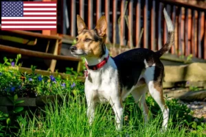 Lees meer over het artikel Rat Terrier fokkers en puppy’s in de VS