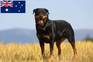 Lees meer over het artikel Rottweiler fokkers en puppy’s in Australië