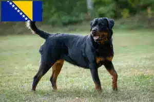 Lees meer over het artikel Rottweiler fokkers en puppy’s in Bosnië en Herzegovina