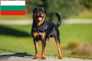 Lees meer over het artikel Rottweiler fokkers en pups in Bulgarije