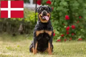 Lees meer over het artikel Rottweiler fokkers en pups in Denemarken