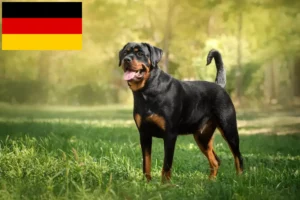 Lees meer over het artikel Rottweiler fokkers en puppy’s in Duitsland