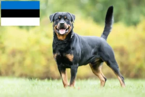 Lees meer over het artikel Rottweiler fokkers en pups in Estland