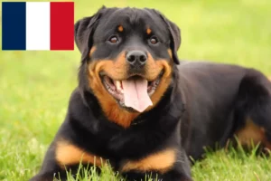 Lees meer over het artikel Rottweiler fokkers en pups in Frankrijk
