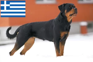 Lees meer over het artikel Rottweiler fokkers en pups in Griekenland