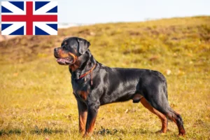 Lees meer over het artikel Rottweiler fokkers en puppy’s in Groot-Brittannië