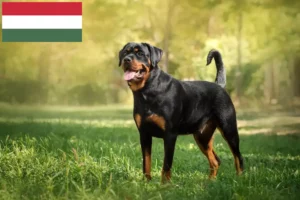 Lees meer over het artikel Rottweiler fokkers en pups in Hongarije