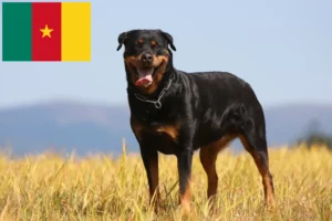 Lees meer over het artikel Rottweiler fokkers en pups in Kameroen