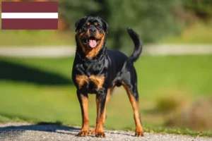 Lees meer over het artikel Rottweiler fokkers en pups in Letland
