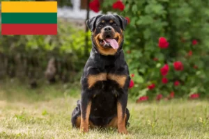 Lees meer over het artikel Rottweiler fokkers en pups in Litouwen