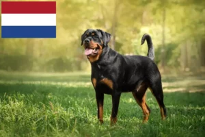 Lees meer over het artikel Rottweiler fokkers en pups in Nederland