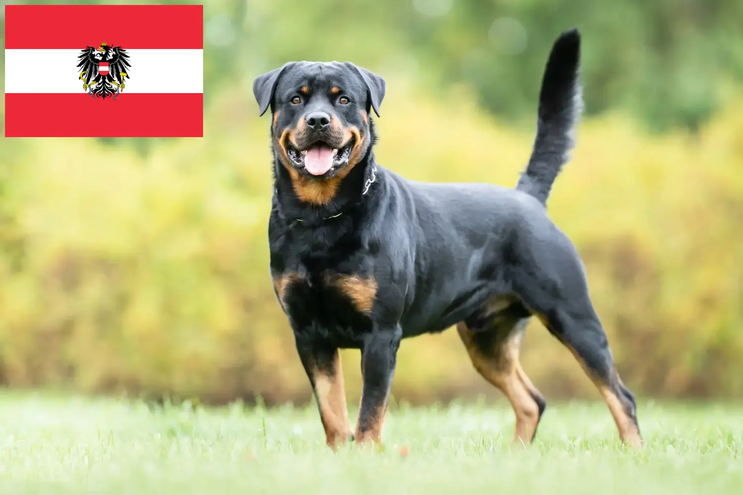 Rottweiler puppy's en fokkers Oostenrijk Hier vind je Rottweiler fokkers in Oostenrijk.