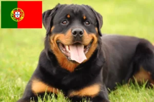 Lees meer over het artikel Rottweiler fokkers en pups in Portugal