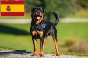Lees meer over het artikel Rottweiler fokkers en pups in Spanje