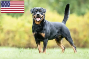 Lees meer over het artikel Rottweiler fokkers en puppy’s in de VS