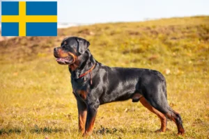 Lees meer over het artikel Rottweiler fokkers en pups in Zweden