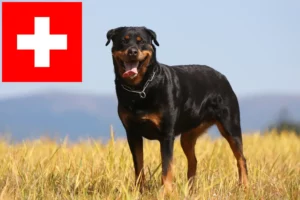 Lees meer over het artikel Rottweiler fokkers en pups in Zwitserland