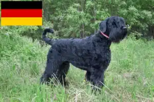 Lees meer over het artikel Russische Zwarte Terriër fokkers en pups in Duitsland