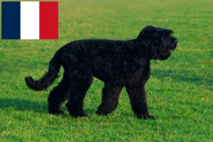 Lees meer over het artikel Russische Zwarte Terriër Fokker en Puppies in Frankrijk