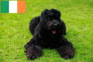 Lees meer over het artikel Russische Zwarte Terriër Fokker en Puppies in Ierland