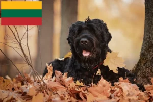 Lees meer over het artikel Russische Zwarte Terriër Fokker en Puppies in Litouwen