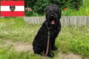 Lees meer over het artikel Russische Zwarte Terriër fokkers en pups in Oostenrijk