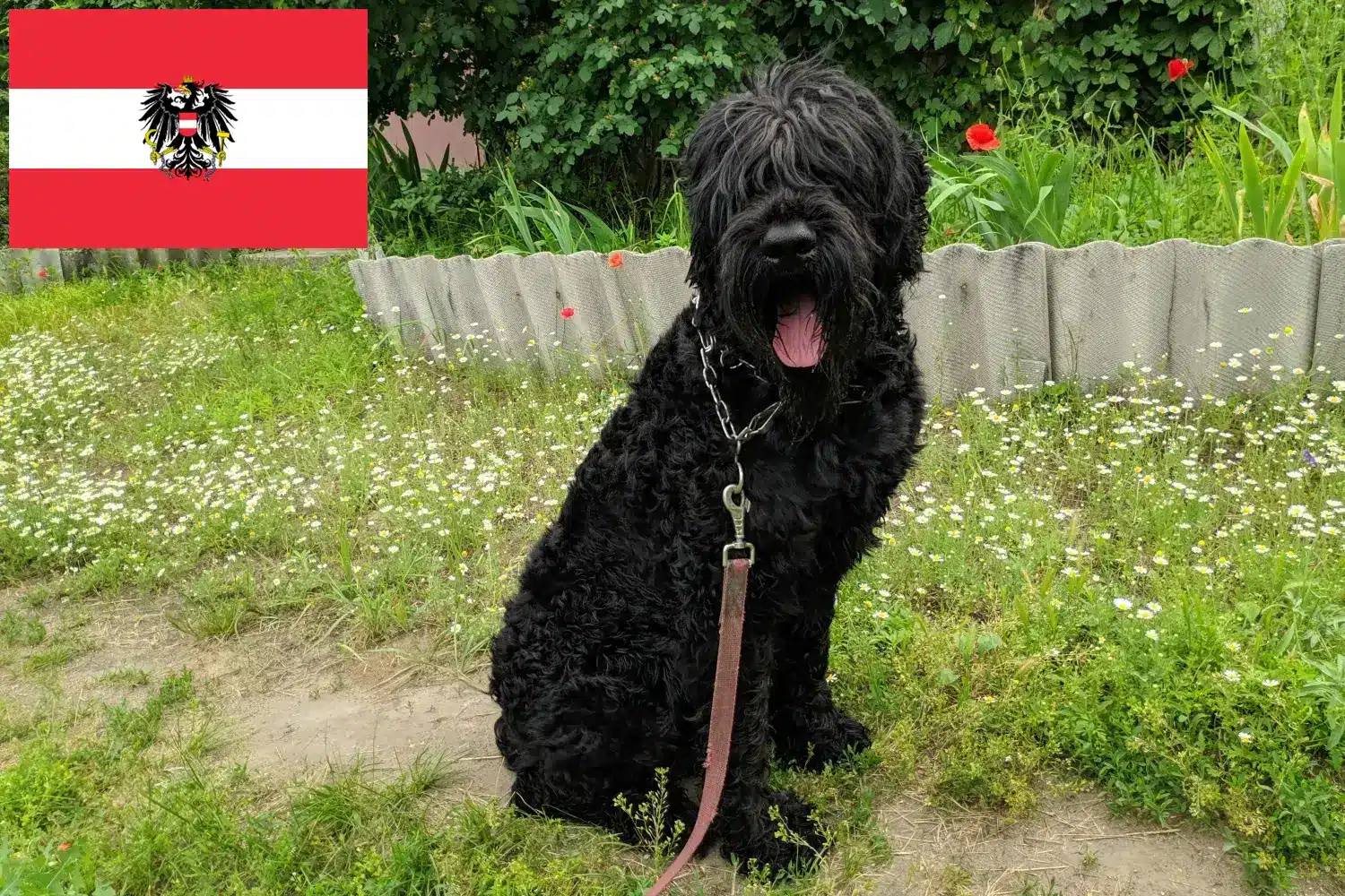 Russische Zwarte Terrier pups en fokkers Oostenrijk Hier vind je fokkers van Russische Zwarte Terriërs in Oostenrijk.