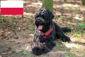 Lees meer over het artikel Russische Zwarte Terriër Fokker en Puppies in Polen