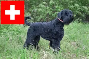 Lees meer over het artikel Russische Zwarte Terriër fokkers en pups in Zwitserland