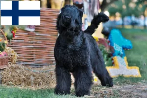Lees meer over het artikel Russische Zwarte Terrier Fokker en Puppies in Finland