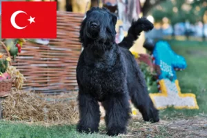 Lees meer over het artikel Russische Zwarte Terriër Fokker en Puppies in Turkije