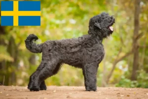 Lees meer over het artikel Russische Zwarte Terrier fokker en pups in Zweden