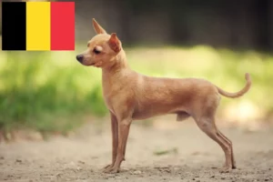 Lees meer over het artikel Russkiy Toy fokkers en pups in België