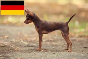 Lees meer over het artikel Russkiy Toy fokkers en pups in Duitsland