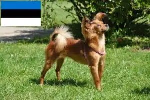 Lees meer over het artikel Russkiy Toy fokkers en pups in Estland