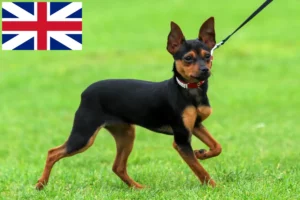 Lees meer over het artikel Russkiy Toy fokkers en pups in Groot-Brittannië
