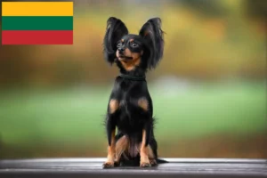 Lees meer over het artikel Russkiy Toy fokkers en pups in Litouwen