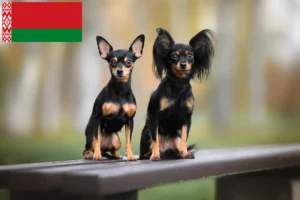Lees meer over het artikel Russkiy Toy fokkers en pups in Wit-Rusland