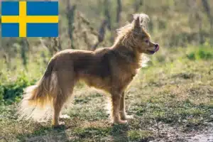 Lees meer over het artikel Russkiy Toy fokkers en pups in Zweden