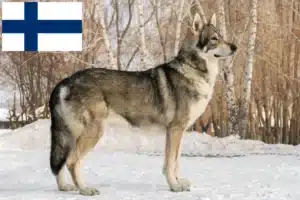 Lees meer over het artikel Saarloos wolfhonden fokkers en pups in Finland