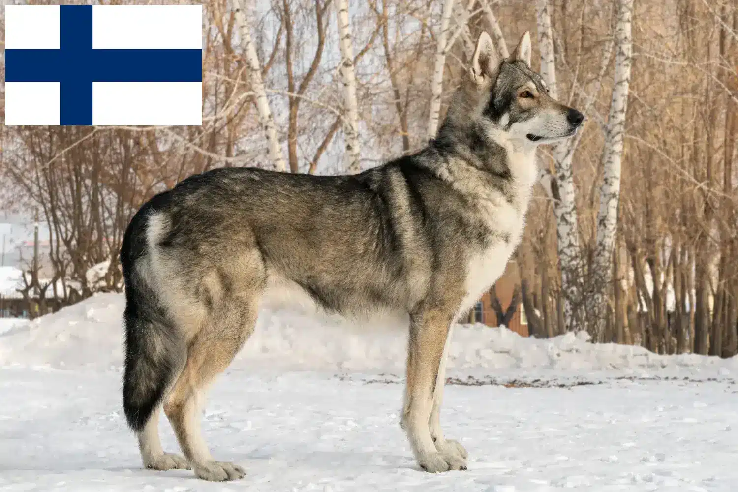 Saarloos Wolfhond pups en fokkers Finland Vind hier Saarloos Wolfhond fokkers in Finland.