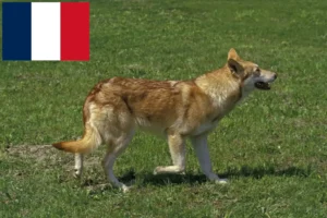Lees meer over het artikel Saarloos wolfhonden fokkers en pups in Frankrijk