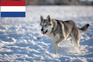 Lees meer over het artikel Saarloos wolfshonden fokkers en pups in Nederland