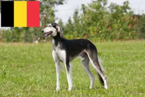 Lees meer over het artikel Saluki fokkers en pups in België