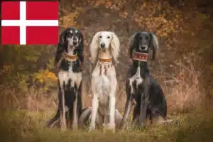 Lees meer over het artikel Saluki-fokkers en puppy’s in Denemarken